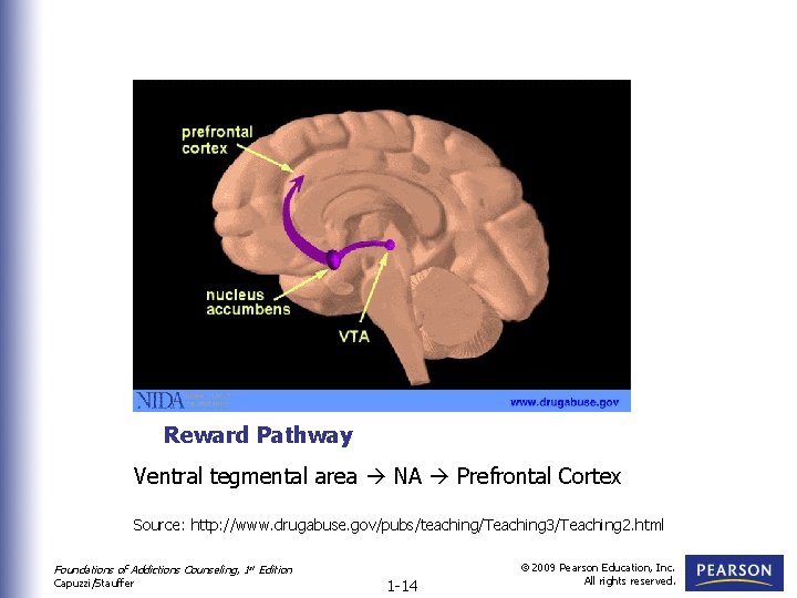 Reward Pathway Ventral tegmental area NA Prefrontal Cortex Source: http: //www. drugabuse. gov/pubs/teaching/Teaching 3/Teaching