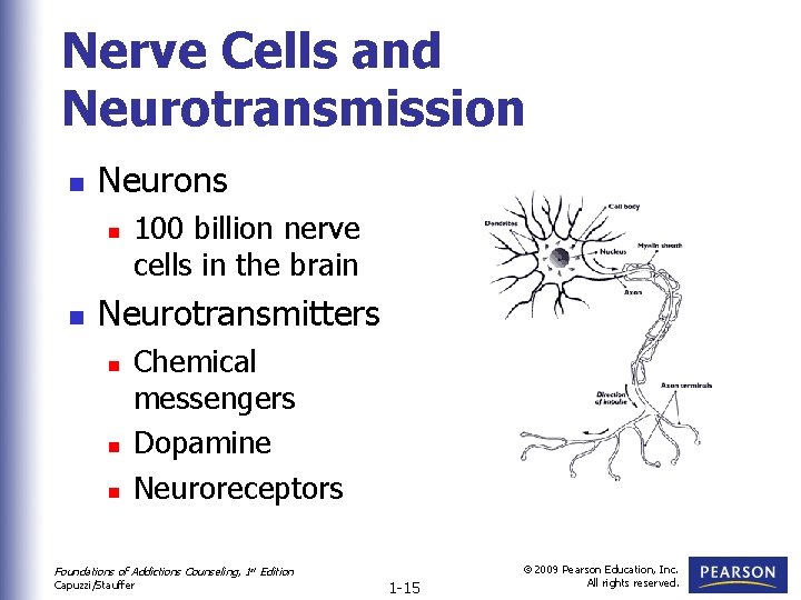 Nerve Cells and Neurotransmission n Neurons n n 100 billion nerve cells in the