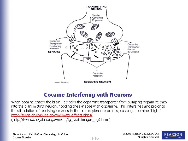Cocaine Interfering with Neurons When cocaine enters the brain, it blocks the dopamine transporter