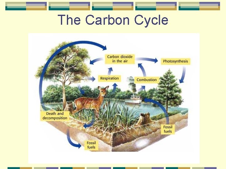 The Carbon Cycle 