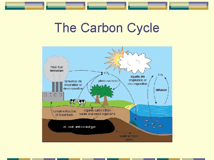 The Carbon Cycle 