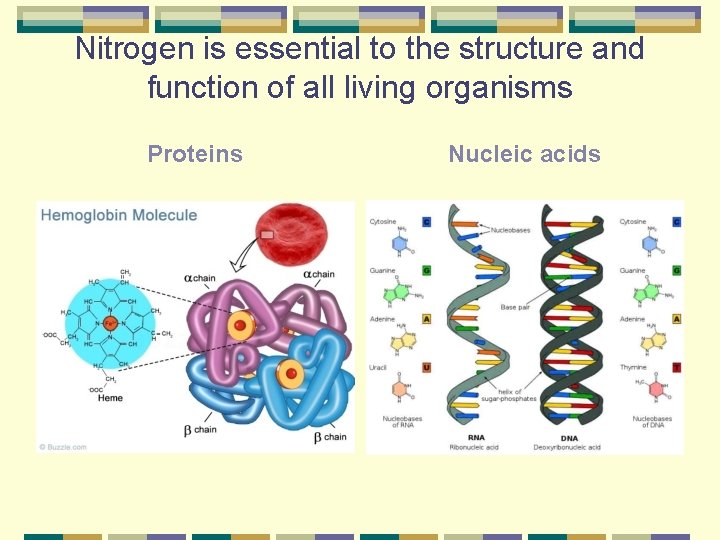 Nitrogen is essential to the structure and function of all living organisms Proteins Nucleic