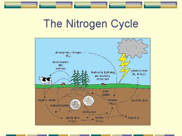 The Nitrogen Cycle 