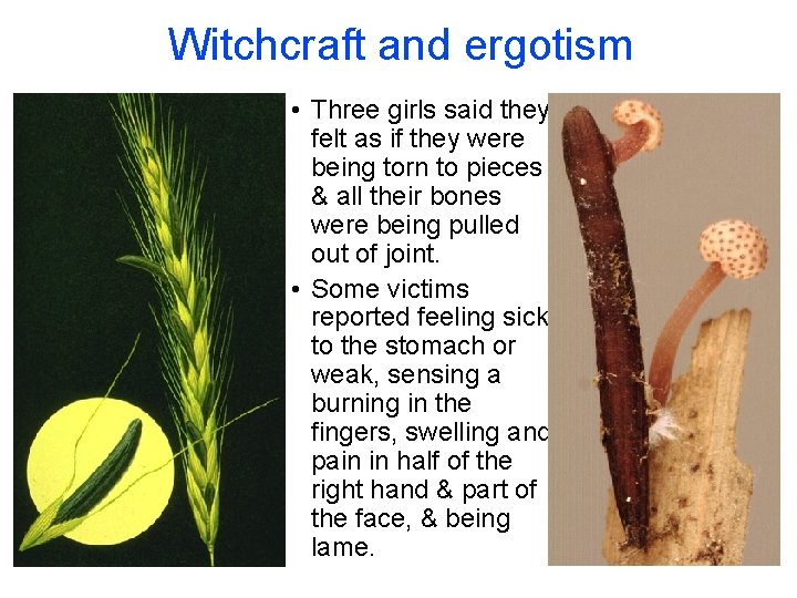 Witchcraft and ergotism • Three girls said they felt as if they were being Witchcraft and ergotism • Three girls said they felt as if they were being
