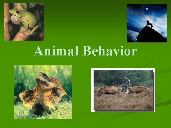 Animal Behavior 