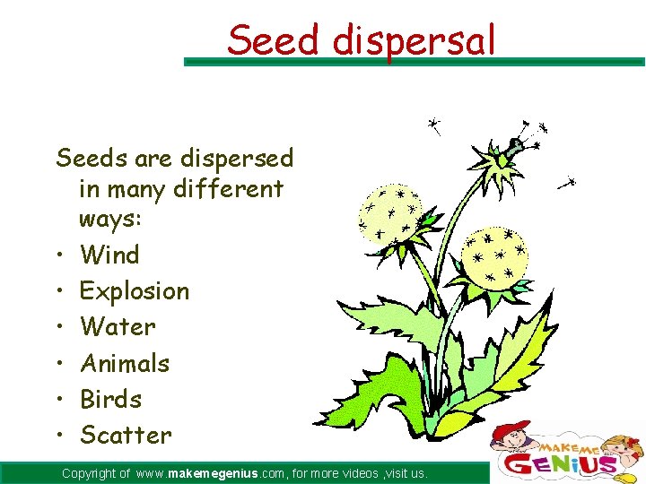 Seed dispersal Seeds are dispersed in many different ways: • Wind • Explosion •