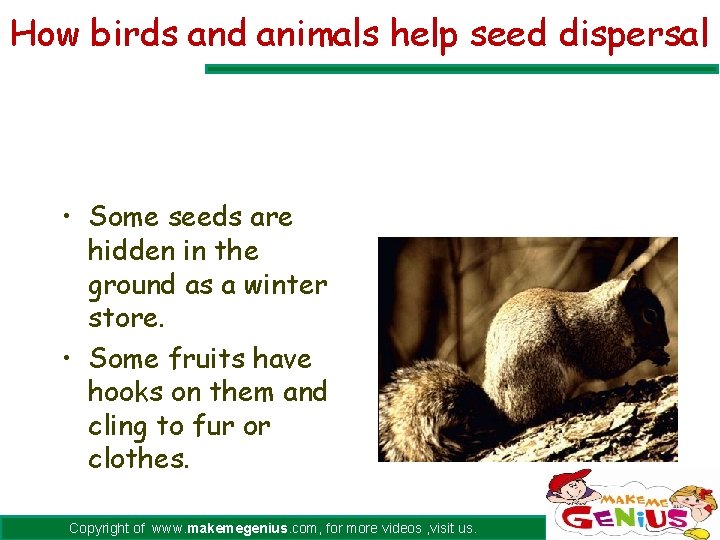 How birds and animals help seed dispersal • Some seeds are hidden in the