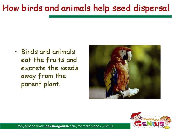 How birds and animals help seed dispersal • Birds and animals eat the fruits