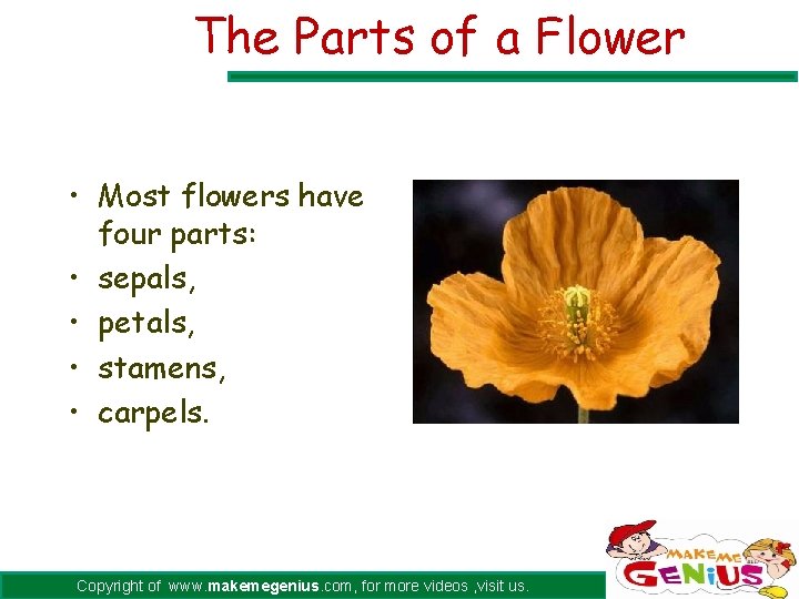 The Parts of a Flower • Most flowers have four parts: • sepals, •
