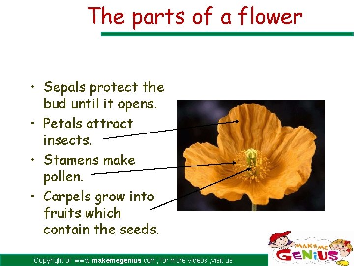 The parts of a flower • Sepals protect the bud until it opens. •