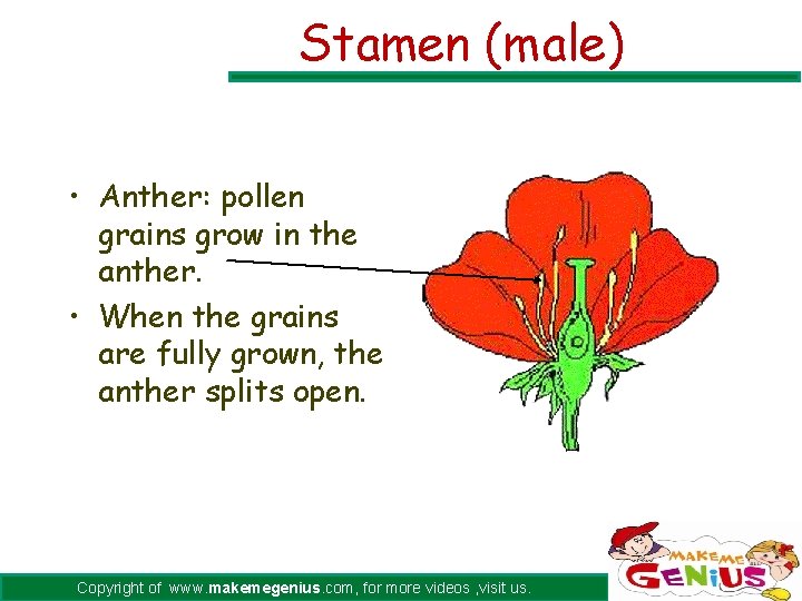 Stamen (male) • Anther: pollen grains grow in the anther. • When the grains