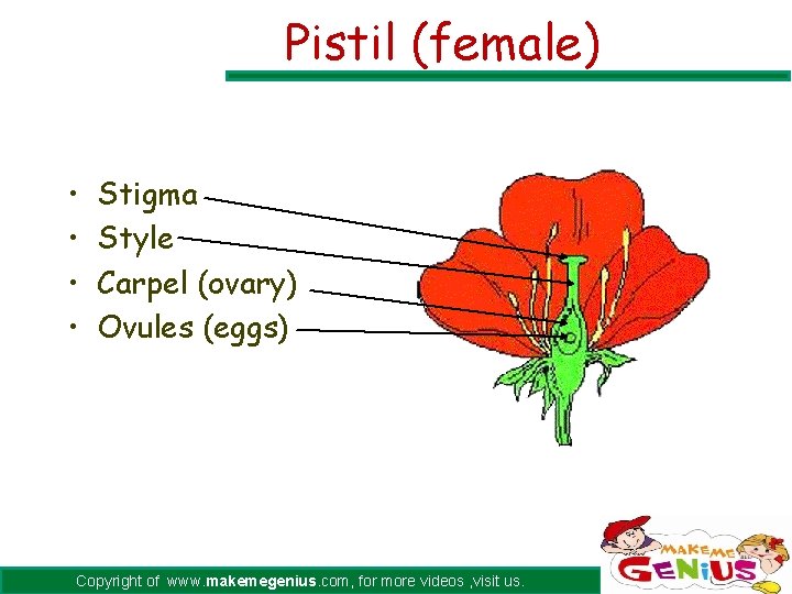 Pistil (female) • • Stigma Style Carpel (ovary) Ovules (eggs) Copyright of www. makemegenius.