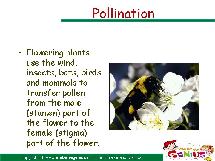 Pollination • Flowering plants use the wind, insects, bats, birds and mammals to transfer