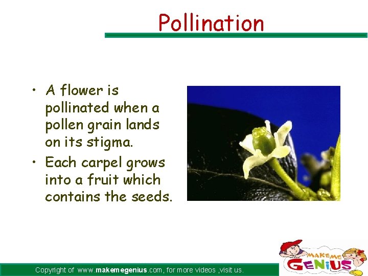 Pollination • A flower is pollinated when a pollen grain lands on its stigma.