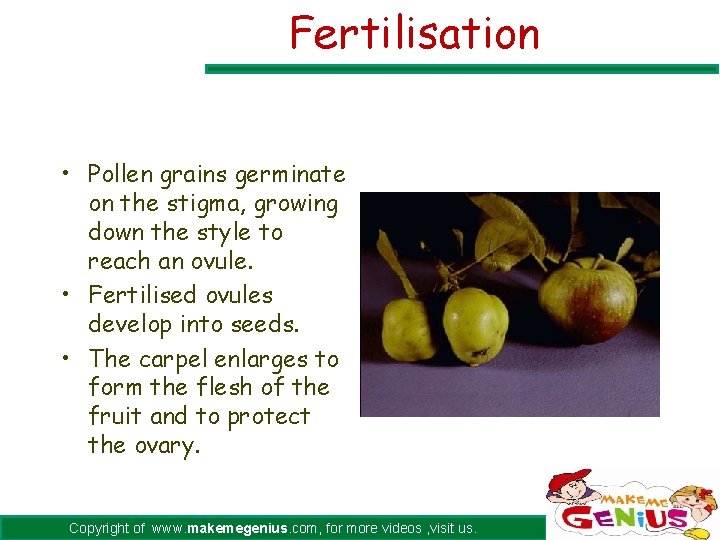Fertilisation • Pollen grains germinate on the stigma, growing down the style to reach