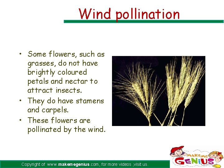 Wind pollination • Some flowers, such as grasses, do not have brightly coloured petals