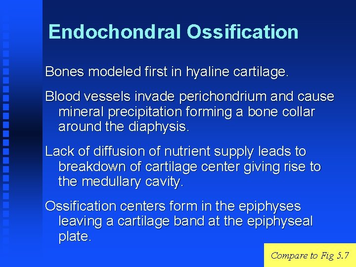 Endochondral Ossification Bones modeled first in hyaline cartilage. Blood vessels invade perichondrium and cause