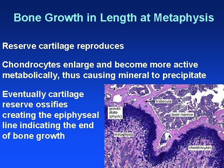 Bone Growth in Length at Metaphysis Reserve cartilage reproduces Chondrocytes enlarge and become more