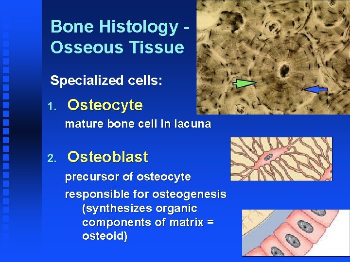 Bone Histology Osseous Tissue Specialized cells: 1. Osteocyte mature bone cell in lacuna 2.