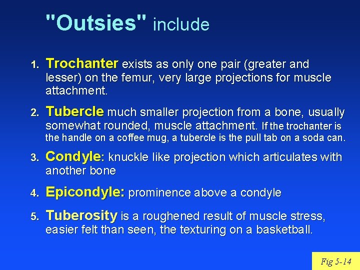 "Outsies" include 1. Trochanter exists as only one pair (greater and 2. Tubercle much