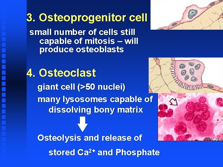 3. Osteoprogenitor cell small number of cells still capable of mitosis – will produce