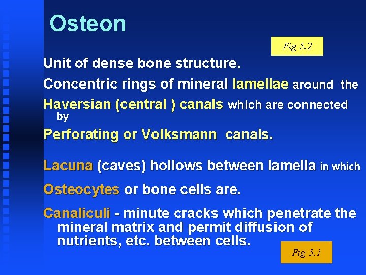 Osteon Fig 5. 2 Unit of dense bone structure. Concentric rings of mineral lamellae