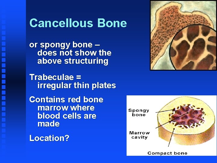 Cancellous Bone or spongy bone – does not show the above structuring Trabeculae =