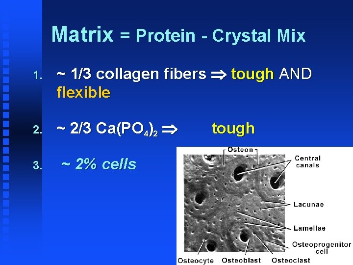 Matrix = Protein - Crystal Mix 1. ~ 1/3 collagen fibers tough AND flexible