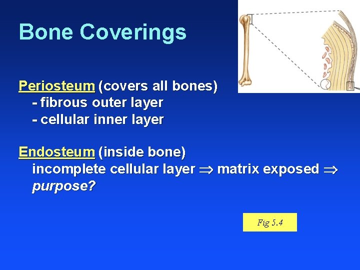 Bone Coverings Periosteum (covers all bones) - fibrous outer layer - cellular inner layer
