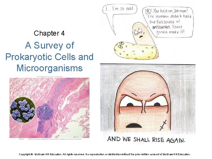 Chapter 4 A Survey of Prokaryotic Cells and Microorganisms Copyright © Mc. Graw-Hill Education.