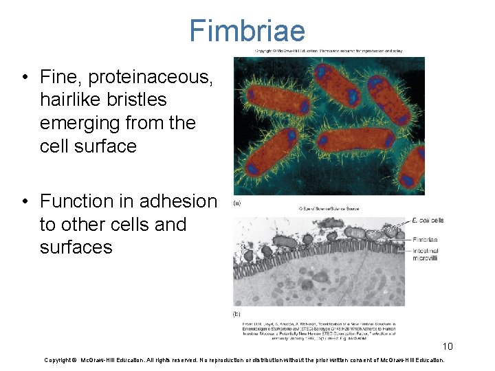 Fimbriae • Fine, proteinaceous, hairlike bristles emerging from the cell surface • Function in