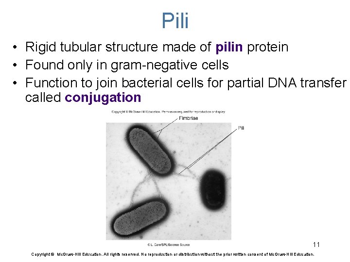 Pili • Rigid tubular structure made of pilin protein • Found only in gram-negative