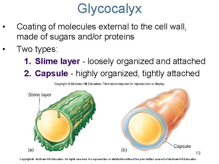 Glycocalyx • • Coating of molecules external to the cell wall, made of sugars