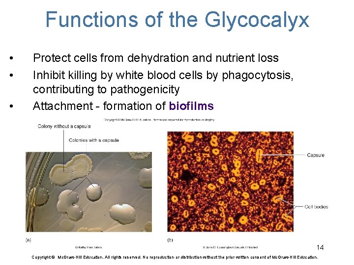 Functions of the Glycocalyx • • • Protect cells from dehydration and nutrient loss