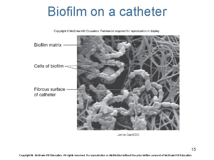 Biofilm on a catheter 15 Copyright © Mc. Graw-Hill Education. All rights reserved. No