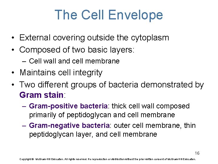 The Cell Envelope • External covering outside the cytoplasm • Composed of two basic