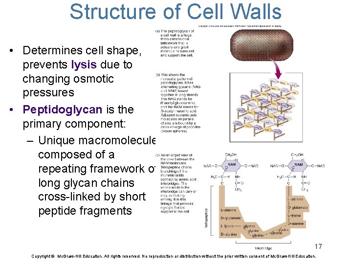 Structure of Cell Walls • Determines cell shape, prevents lysis due to changing osmotic