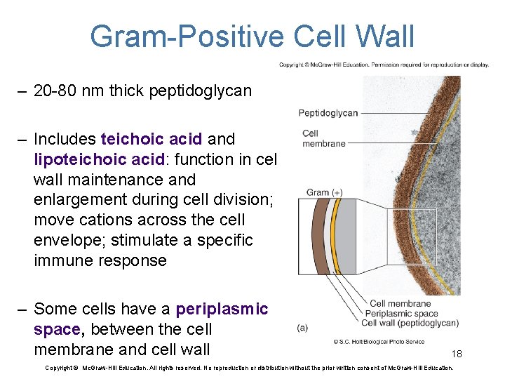 Gram-Positive Cell Wall – 20 -80 nm thick peptidoglycan – Includes teichoic acid and