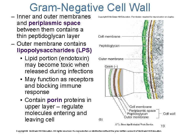 Gram-Negative Cell Wall – Inner and outer membranes and periplasmic space between them contains