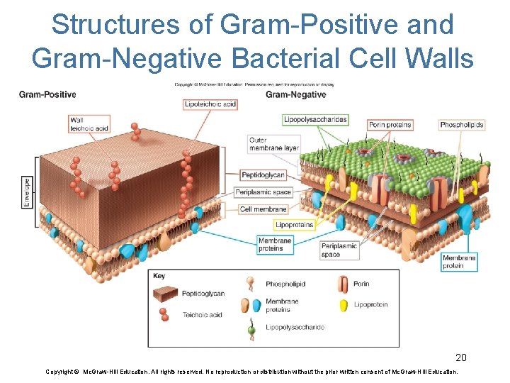 Structures of Gram-Positive and Gram-Negative Bacterial Cell Walls 20 Copyright © Mc. Graw-Hill Education.