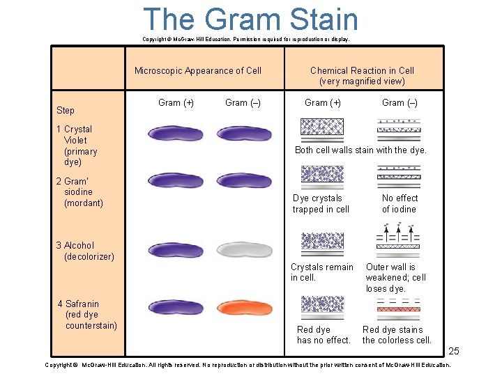 The Gram Stain Copyright © Mc. Graw-Hill Education. Permission required for reproduction or display.