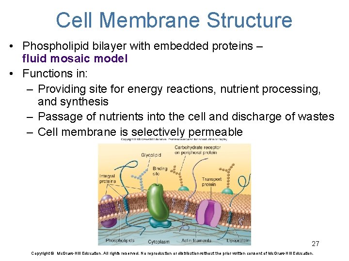 Cell Membrane Structure • Phospholipid bilayer with embedded proteins – fluid mosaic model •