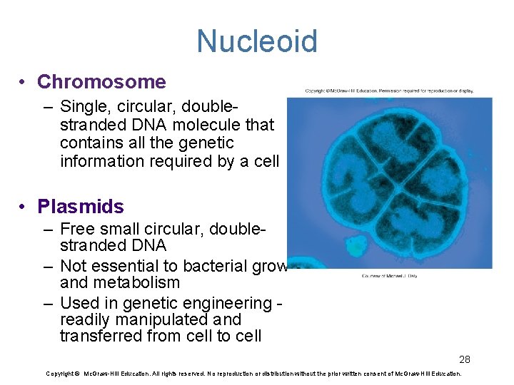 Nucleoid • Chromosome – Single, circular, doublestranded DNA molecule that contains all the genetic