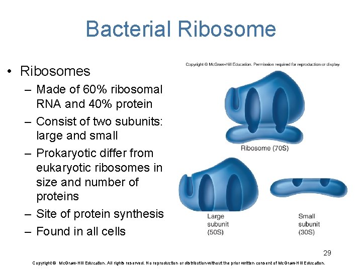 Bacterial Ribosome • Ribosomes – Made of 60% ribosomal RNA and 40% protein –