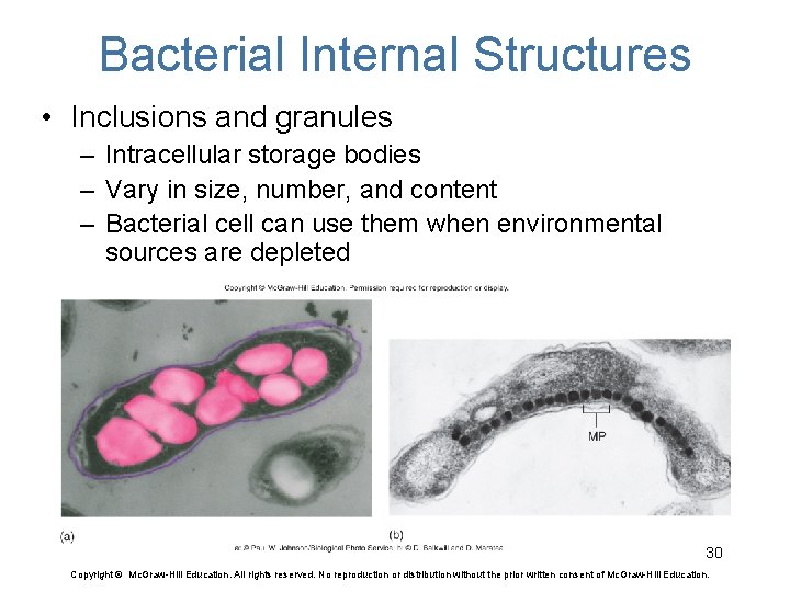 Bacterial Internal Structures • Inclusions and granules – Intracellular storage bodies – Vary in