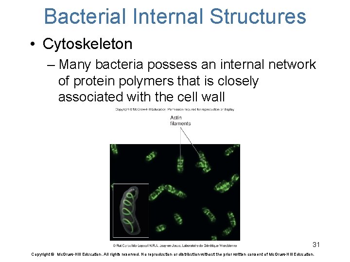 Bacterial Internal Structures • Cytoskeleton – Many bacteria possess an internal network of protein