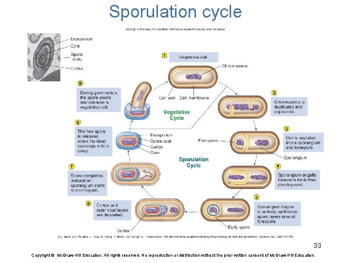 Sporulation cycle 33 Copyright © Mc. Graw-Hill Education. All rights reserved. No reproduction or