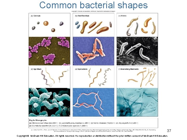 Common bacterial shapes 37 Copyright © Mc. Graw-Hill Education. All rights reserved. No reproduction