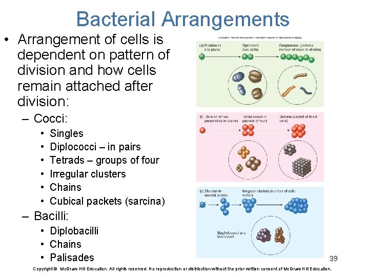 Bacterial Arrangements • Arrangement of cells is dependent on pattern of division and how