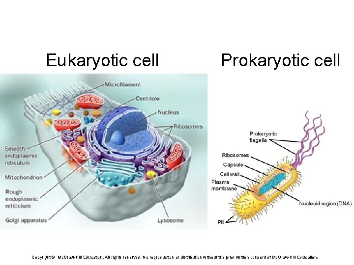 Eukaryotic cell Prokaryotic cell Copyright © Mc. Graw-Hill Education. All rights reserved. No reproduction